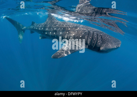 Wal-Hai Fütterung vor der Küste der Isla Mujeres, Mexiko. Stockfoto