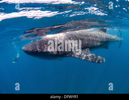 Wal-Hai Fütterung vor der Küste der Isla Mujeres, Mexiko, mit Schnorchler im Hintergrund. Stockfoto