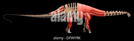 Apatosaurus Skelett und Muskeln. Stockfoto