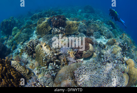 Riff Top Seelandschaft im Bunaken Nationalpark, Sulawesi, Indonesien. Stockfoto