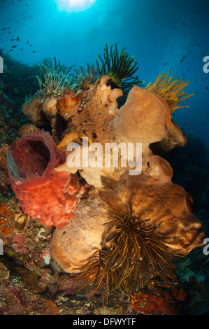 Seelilien schmücken große Schwämme unter Siladen Jetty, Bunaken Nationalpark, Indonesien. Stockfoto