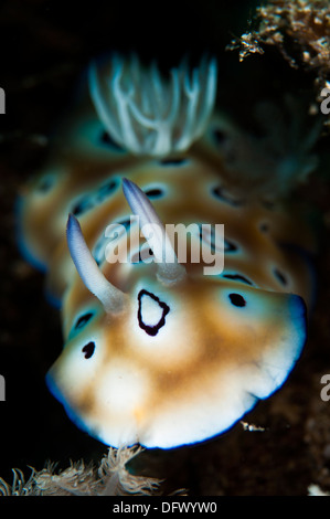 Leopard-Chromodoris (Chromodoris pardalis), den Kopf auf Auffassung im Bunaken Nationalpark, Sulawesi, Indonesien. Stockfoto