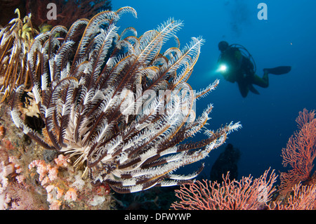 Bunte Seelilien und Weichkorallen schmücken ein Riff in Raja Ampat, West-Papua, Indonesien. Stockfoto