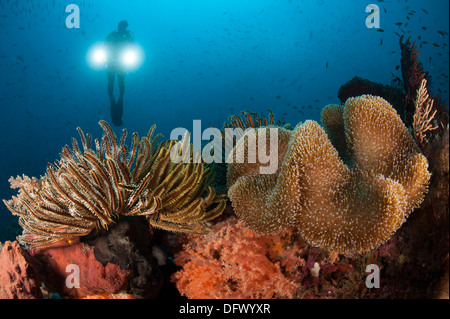 Taucher beleuchtet Pilz Leder Koralle (Sarcophyton SP.) und Crinoid (Crinoid SP.) mit zwei Lampen, Raja Ampat, Indonesien. Stockfoto