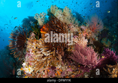 Bunte Seelilien und Weichkorallen schmücken ein Riff in Raja Ampat, West-Papua, Indonesien. Stockfoto