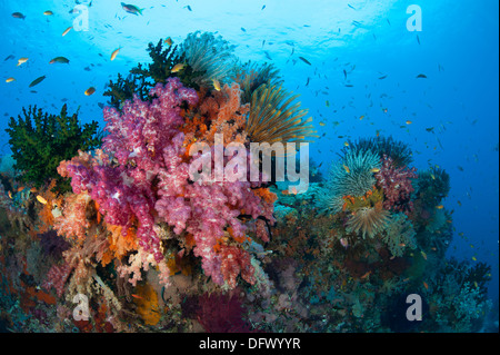 Bunte Weichkorallen (Dendronephthya SP.) schmücken die atemberaubenden Klippen von südlichen Raja Ampat, West-Papua, Indonesien. Stockfoto