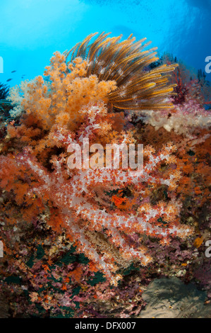 Bunte Weichkorallen (Dendronephthya SP.) schmücken die atemberaubenden Klippen von südlichen Raja Ampat, West-Papua, Indonesien. Stockfoto