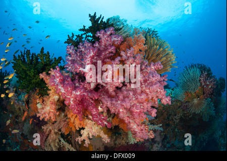 Bunte Weichkorallen (Dendronephthya SP.) schmücken die atemberaubenden Klippen von südlichen Raja Ampat, West-Papua, Indonesien. Stockfoto