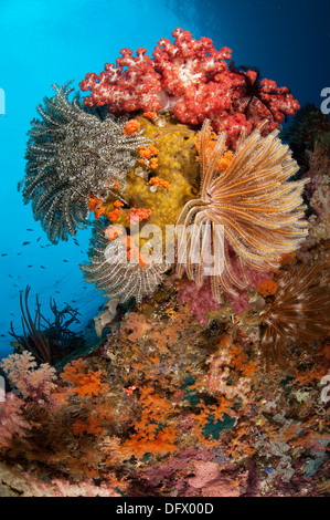 Bunte Seelilien und Weichkorallen schmücken ein Riff in Raja Ampat, West-Papua, Indonesien. Stockfoto