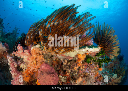 Bunte Seelilien und Weichkorallen schmücken ein Riff in Raja Ampat, West-Papua, Indonesien. Stockfoto