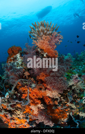 Bunte Seelilien und Weichkorallen schmücken ein Riff in Raja Ampat, West-Papua, Indonesien. Stockfoto