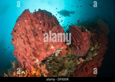 Taucher, die Annäherung an riesigen Fass-Schwamm (Xestospongia Muta) auf ein Riff in Raja Ampat, West-Papua, Indonesien. Stockfoto