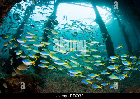 Fische blau und gelb-Füsilier (Caesio Teres) versammeln sich unter Arborek Jetty, Raja Ampat, Indonesien. Stockfoto