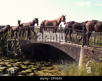 Pferde, die zu Fuß über die kleine ländliche Steg Stockfoto