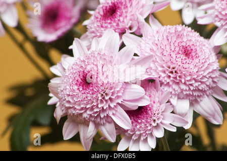 Rosa Chrysantheme Blumen closeup Stockfoto