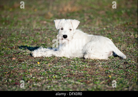 13 Wochen alte Zwergschnauzer Welpen Stockfoto