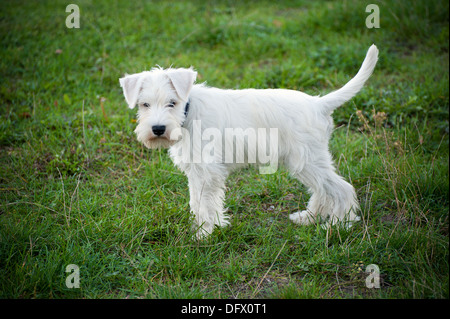 12 Wochen alte Zwergschnauzer Welpen Stockfoto