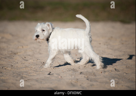 12 Wochen alte Zwergschnauzer Welpen Stockfoto