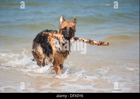 6-Monate-alten deutschen Shephard Welpen spielen im Meer Stockfoto