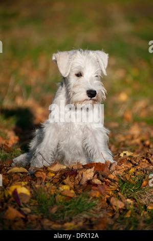 12 Wochen alte Zwergschnauzer Welpen Stockfoto