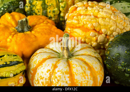 Nahaufnahme von Herbst Squash oder Kalebassen Stockfoto