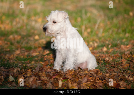 12 Wochen alte Zwergschnauzer Welpen Stockfoto