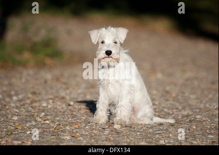 12 Wochen alte Zwergschnauzer Welpen Stockfoto