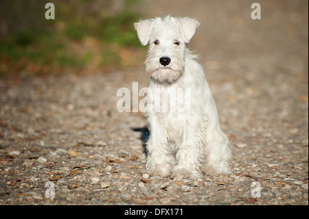 12 Wochen alte Zwergschnauzer Welpen sitzen auf einem Pfad Stockfoto