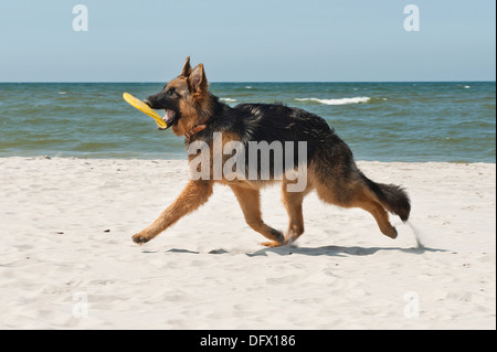 6-Monate-alten deutschen Shephard Welpen spielen am Strand Stockfoto