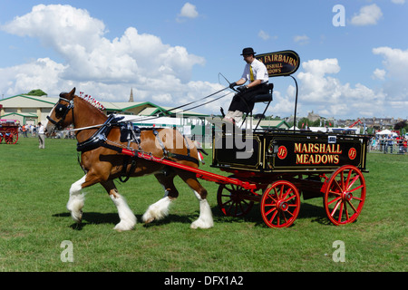 Grenze Union Show, Kelso, Schottland, jährliche Veranstaltung Juli - Dray Pferde, schweres Pferd, Shire-Pferde Stockfoto