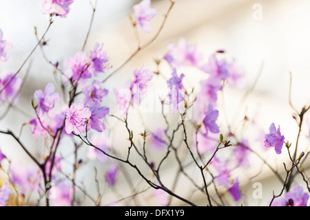 Rosa Rhododendron Blüten im Frühjahr Stockfoto