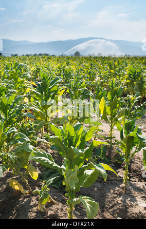 Tabak-Plantage und Bewässerung. Blauer Himmel Stockfoto