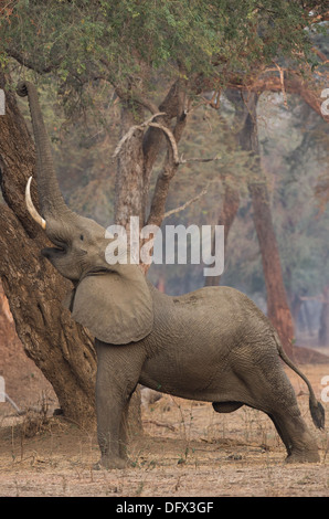 Männlichen afrikanischen Elefanten (Loxodonta Africana) bis zu Futter aus einer Ana Tree (Faidherbia Albida) Stockfoto