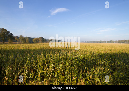 Maisfeld, unter blauem Himmel im Herbst erntereif. Stockfoto