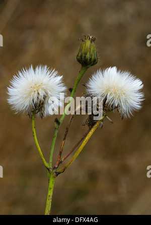 Zwei Samenköpfe und eine Blütenknospe Sowthistle Stockfoto