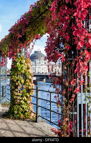 Berlin im Herbst - Bode-Museum, Fluss Spree und roten Blätter von einem wildem Wein an einem Flussufer Metallgerüst Stockfoto