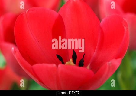 Tulipa "Van Eijk" Tulip Darwin Hybrid Gruppe April Stockfoto