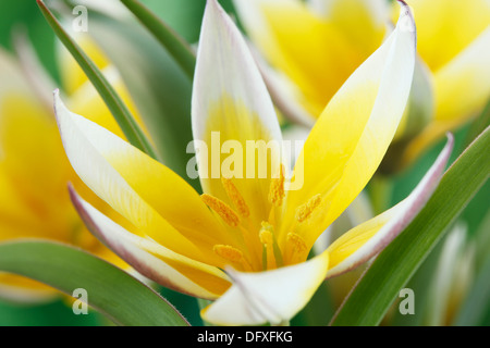 Tulipa Tarda spät Tulpe Verschiedenes April Stockfoto