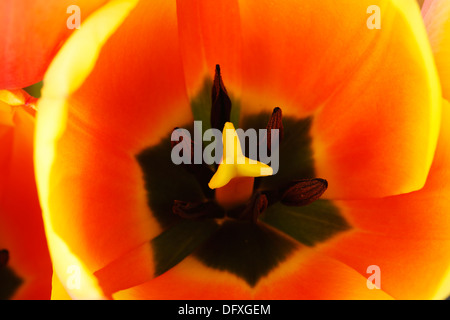 Tulipa 'Weltfrieden' Tulip Darwin Hybrid Gruppe April Stockfoto