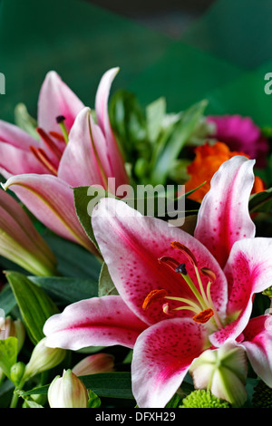 Stargazer Lilien in einen Blumenstrauß Stockfoto