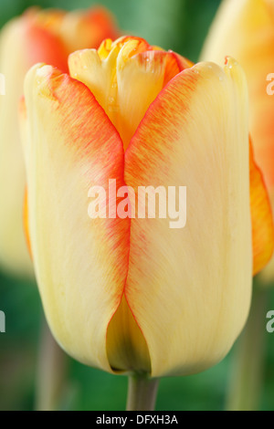 Tulipa 'American Dream' Tulip Darwin Hybrid Gruppe April Stockfoto