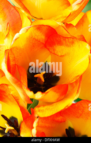 Tulipa 'American Dream' Tulip Darwin Hybrid Gruppe April Stockfoto