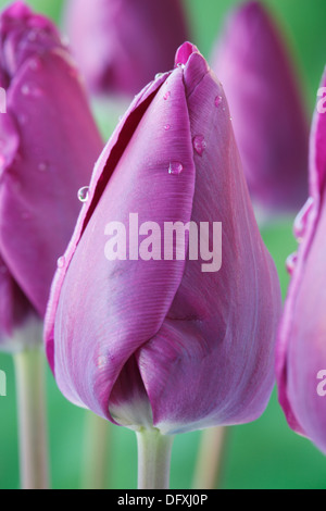 Tulipa 'Purple Prince' Tulip einzelne frühe Gruppe April Stockfoto