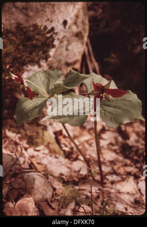 Das Red Trillium (Trillium erectus) ist eine blühende Pflanze, die im Adirondack Forest Preserve vorkommt. Bekannt für seine charakteristischen roten Blüten, gedeiht er in den schattigen Wäldern der Region und ist ein wichtiger Teil des lokalen Ökosystems und trägt zur Artenvielfalt der Pflanzen bei. Stockfoto
