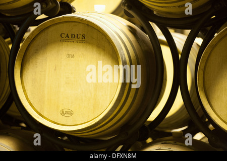 französischer Weinfässer im Weinberg Italien Stockfoto