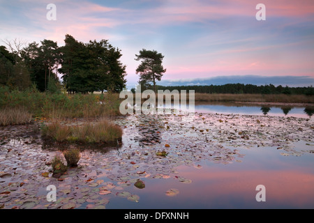 Rosa Sonnenuntergang über See mit Seerosen, Dwingelderveld, Niederlande Stockfoto