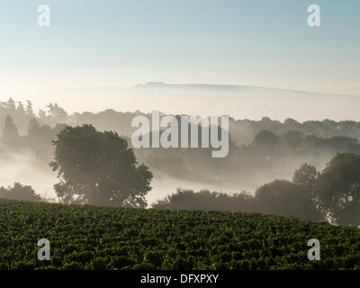 Nebligen Morings über Sussex sind kennzeichnend für diese Woche gewesen. Der Blick in Richtung der South Downs über Champagne Weinberg. Pulborough, West Sussex, UK 7. Oktober 2013. Stockfoto