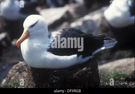 Ein Black-Browed Albatros (Diomedea Melanophris), Saunders Island auf den Falkland-Inseln Stockfoto