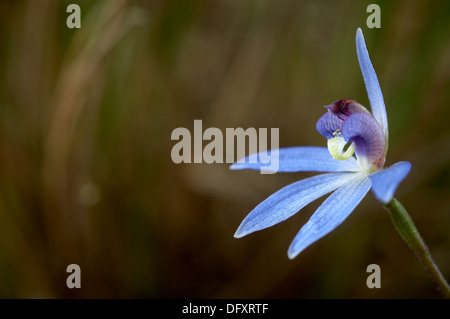 Cyanicula Caerulea, einheimische Orchidee South Eastern Australia. Stockfoto