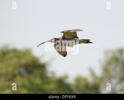 Eurasische Brachvogel (Numenius Arquata) im Flug Stockfoto